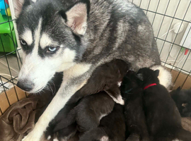 3 Beautiful Siberian Husky Puppy's Left!