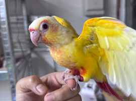 Hand Reared GC Conure Babies
