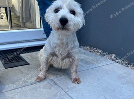 West highland terrier stud