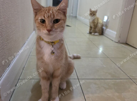 Two Beautiful Ginger Cats
