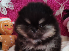 Stunning pomeranian boys ready now