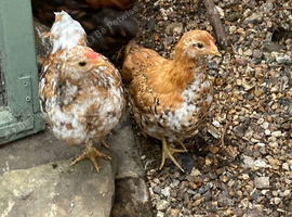 Bantam Wyandottes