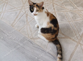 2-year-old spayed female