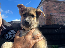 German shepherd puppies