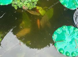 Five goldfish Free