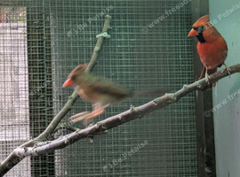 red cardinals