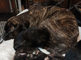 Presa Canieo Puppies