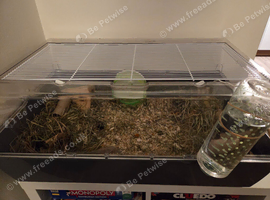White hammy for sale