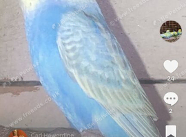 Baby rainbow budgies