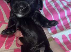 Cockerspaniel puppies