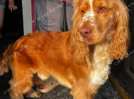 KC REG show cocker spaniel