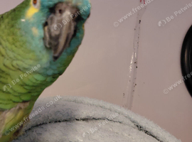Blue fronted Amazon