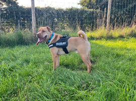 Cross shar pei looking for a loving home