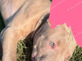 Beautiful female
