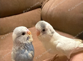 Hand  tame budgies