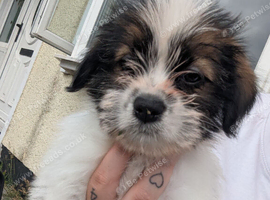 Shih Tzu cross jack Russell