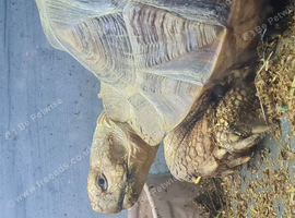 Sulcatta for rehome