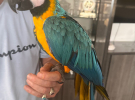 Blue and gold Macau