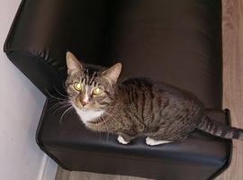 Friendly Tabby cat