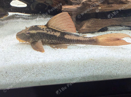 Rusty plecos pair