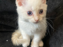 Maine coon kittens