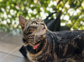 Tabby cat female