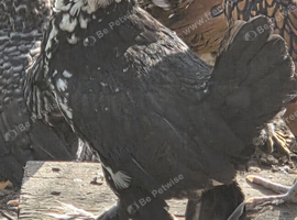 Barbu D'uccle Pullets - Black mottled and Black