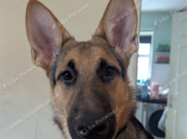German Shepherd x Belgian Malinois boy 9 months old