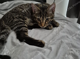 Tabby cat