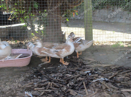 Appleyard Call Ducks