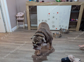 British bulldog