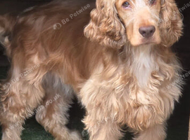 Stunning orange and white show cocker full kc