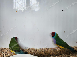 Pair of gouldian finch