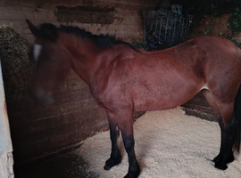 16 year old brood mare