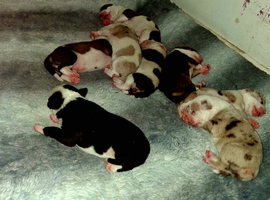 Standard bully cross with a husky cross