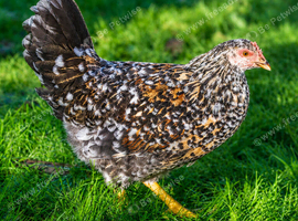 SWEDISH FLOWER HEN - VARIOUS PULLETS - RARE LANDRACE BREED