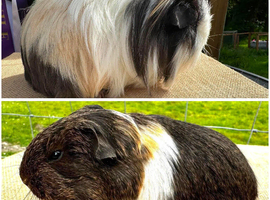 Pair of Sheltie Boars ~ Father & Son