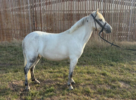 bluebell 6 years old, 11.2hh Welsh section A mare
