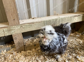 Silkie Bantam chickens