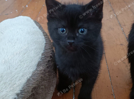 Kitten for rehoming