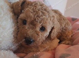 Beautiful toy poodle babies