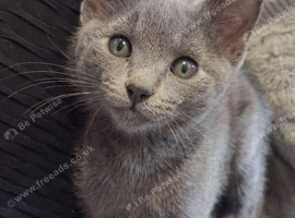 Russian blue kitten