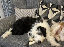 Bearded collie 5 months