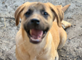 ️ KIRA &ndash; A Little Ray of Sunshine Looking for Her Forever Family ️