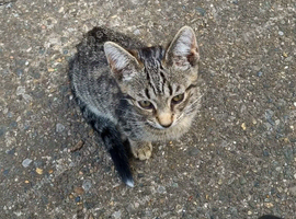 Kittens almost 3months old