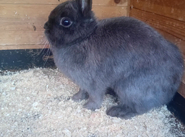 Netherlands dwarf  females