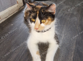 Calico cat