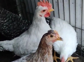Farm chickens