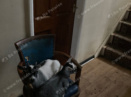 Twin Pygmy Goat Kids For Sale