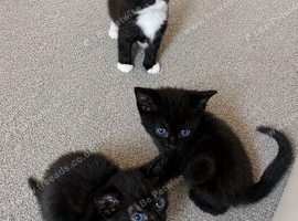 3 newborn kittens needing new home